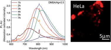 Emission Tunable, Cyto/Hemocompatible, Near-IR-Emitting Ag2S Quantum Dots by Aqueous Decomposition of DMSA
